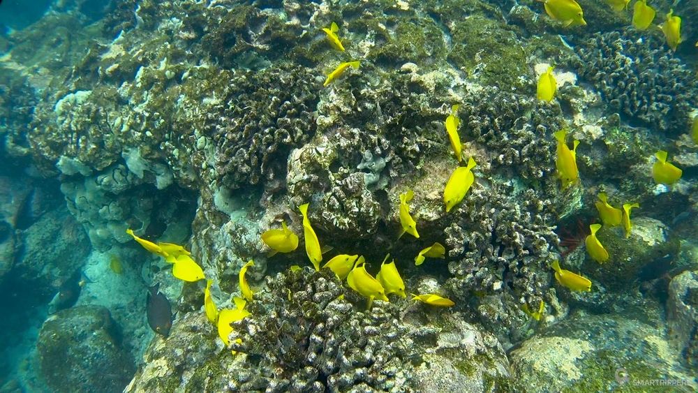 Myriads of small yellow fish visible at Two Steps.